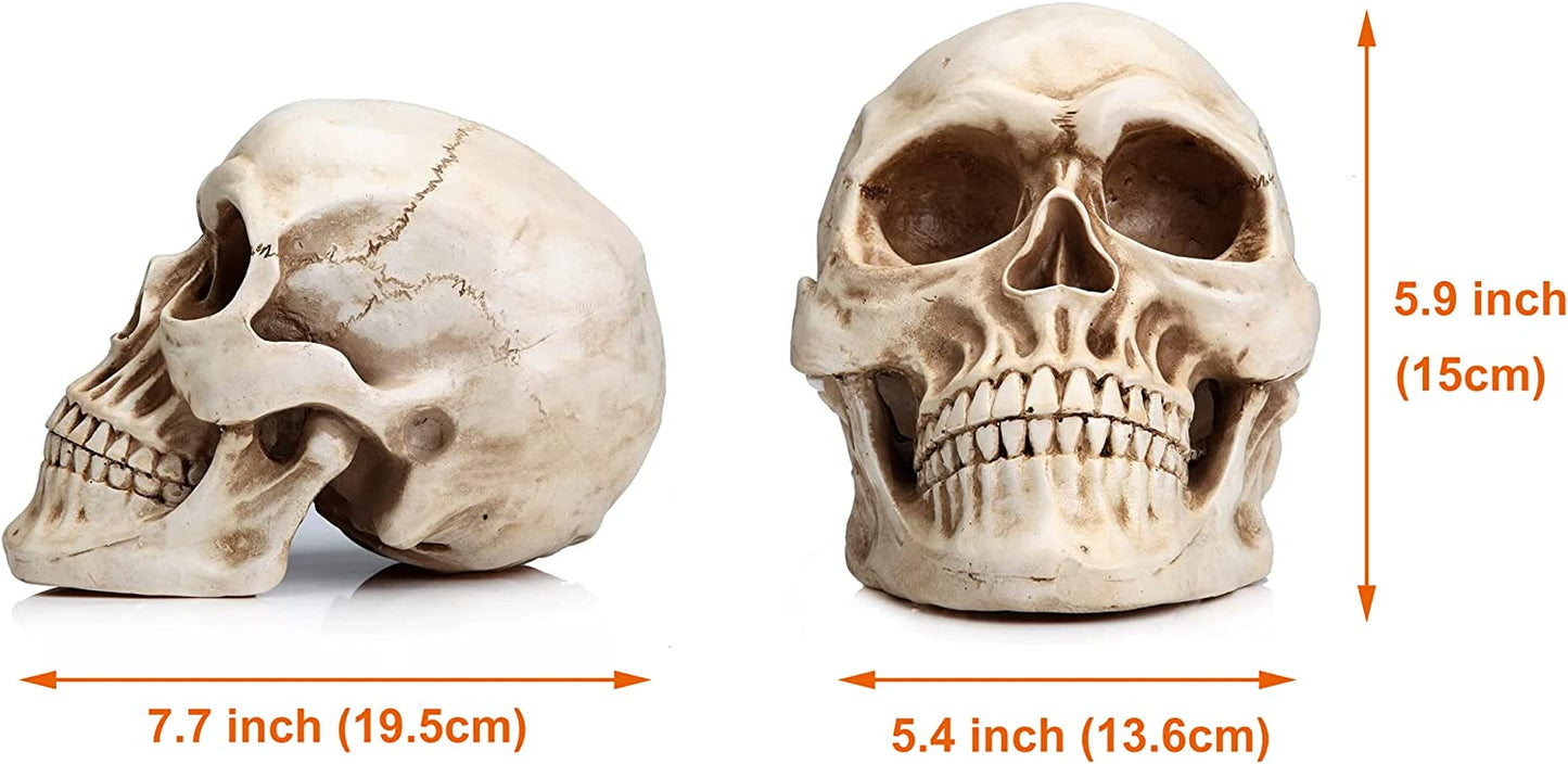 1:1 Replica Realistic Human Adult Skull Head Bone Model - DecorHouse.com.au