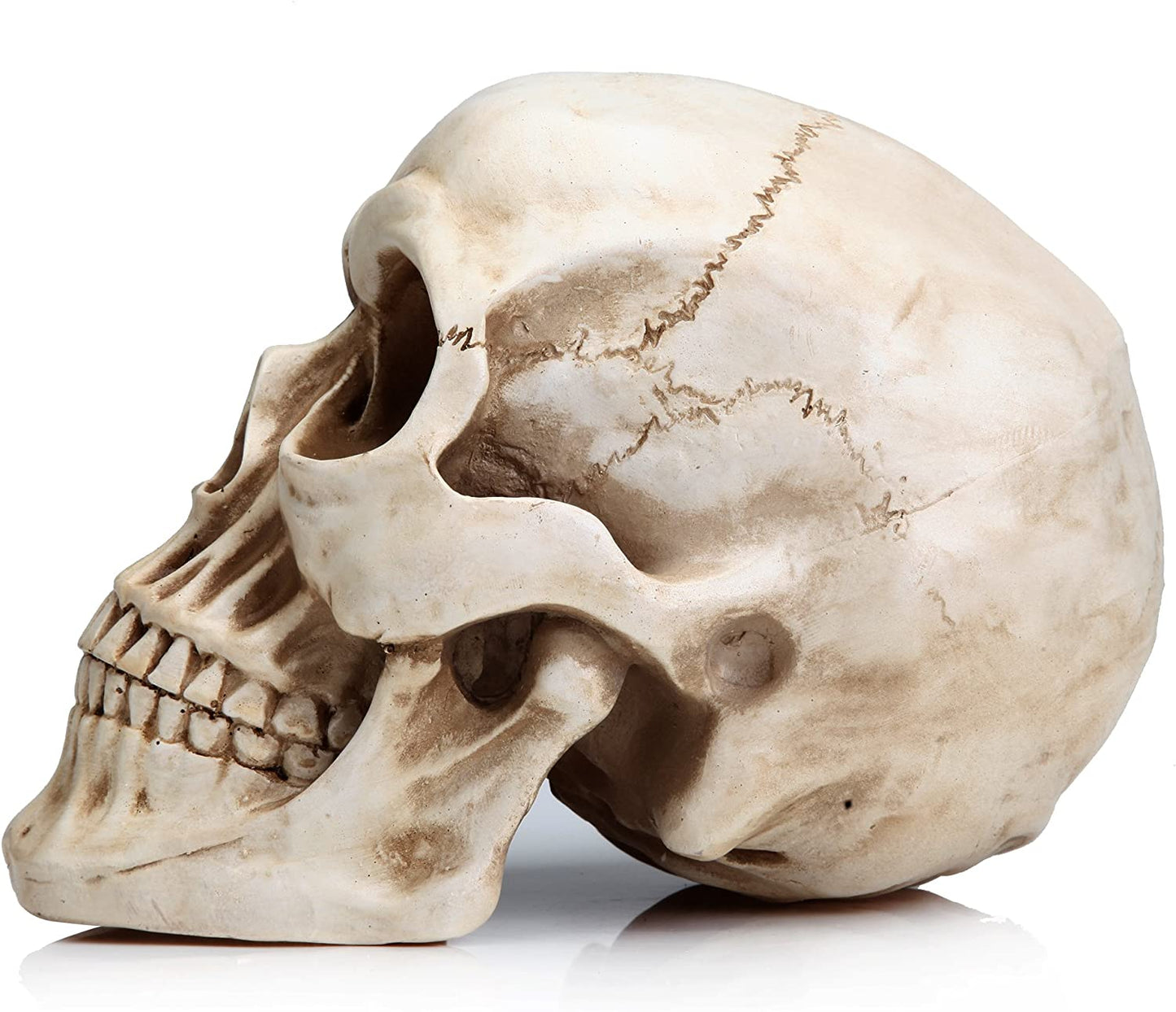 1:1 Replica Realistic Human Adult Skull Head Bone Model - DecorHouse.com.au