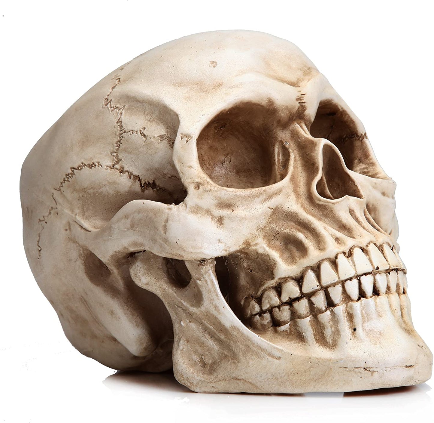1:1 Replica Realistic Human Adult Skull Head Bone Model - DecorHouse.com.au
