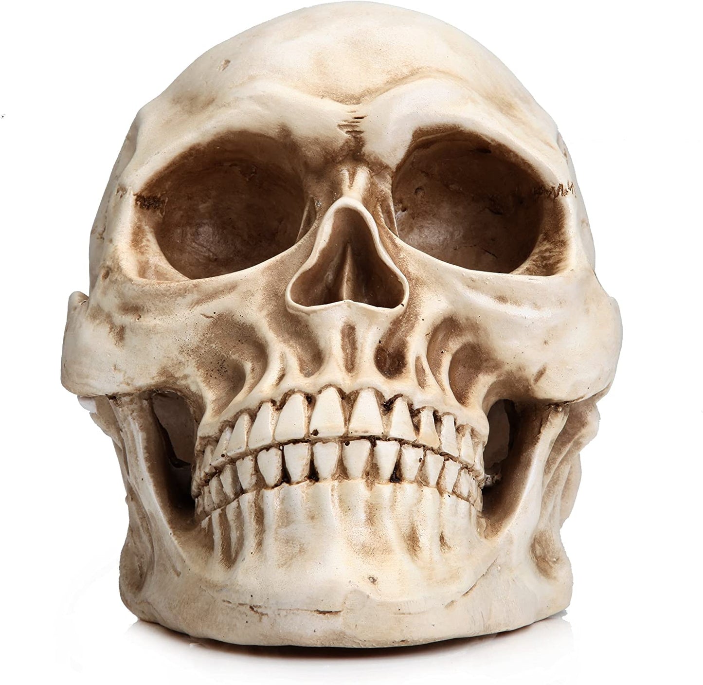 1:1 Replica Realistic Human Adult Skull Head Bone Model - DecorHouse.com.au