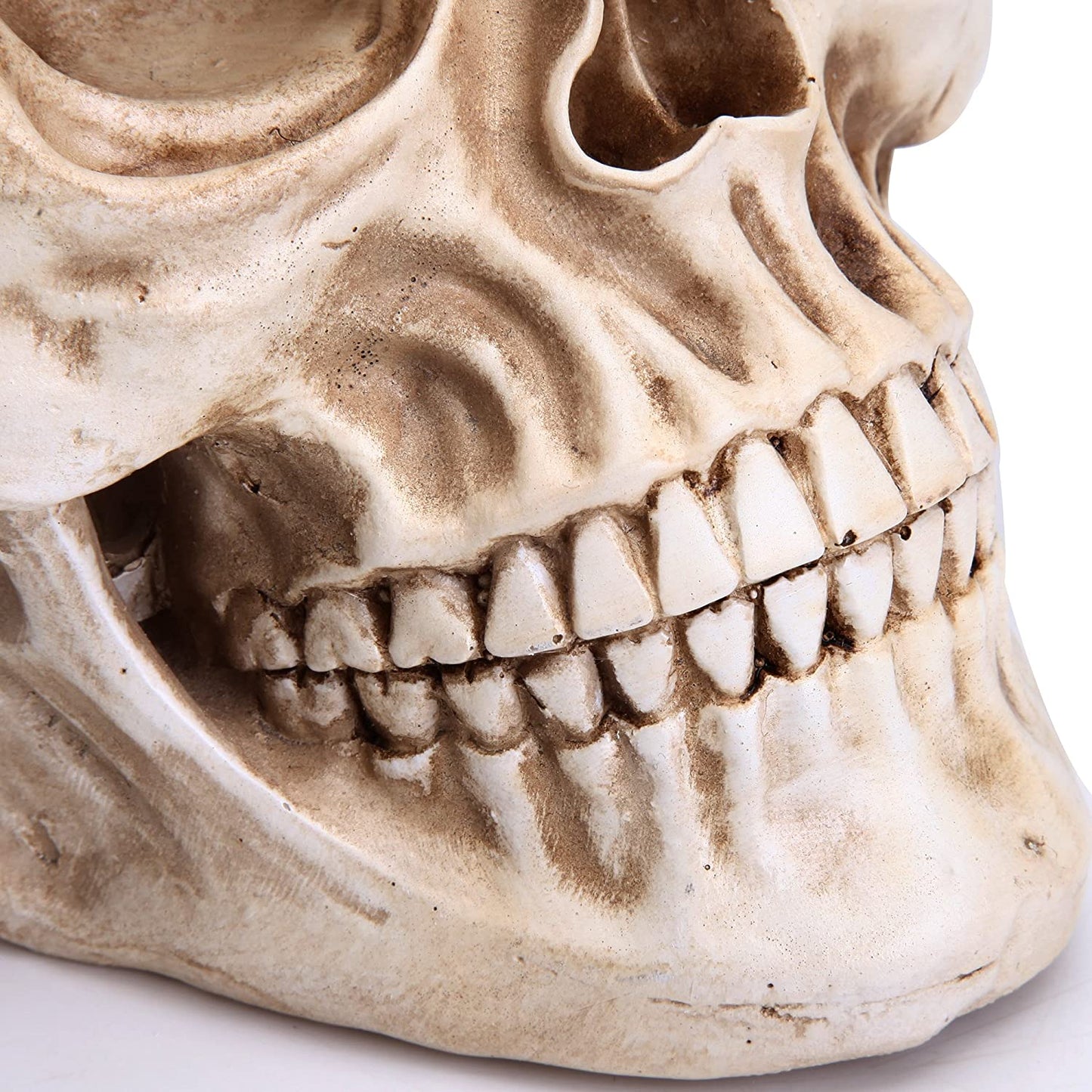 1:1 Replica Realistic Human Adult Skull Head Bone Model - DecorHouse.com.au