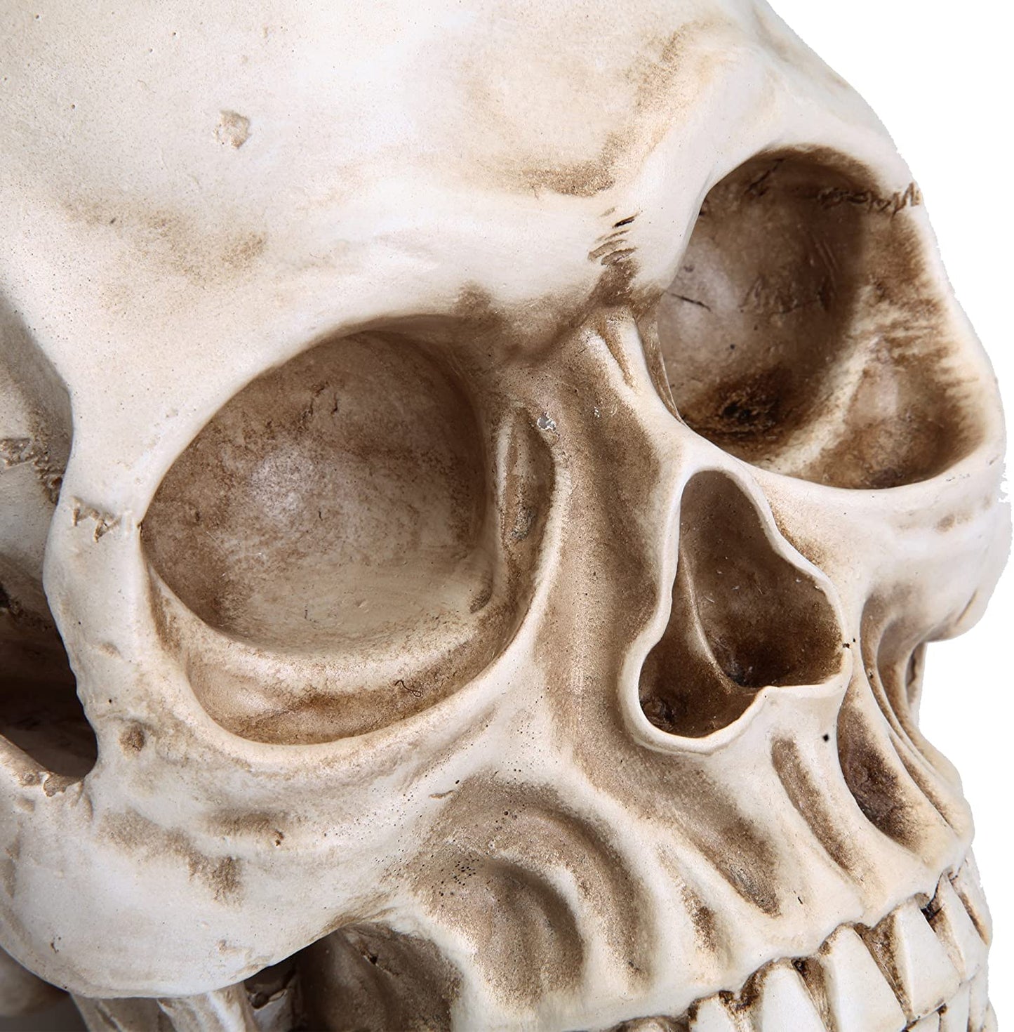 1:1 Replica Realistic Human Adult Skull Head Bone Model - DecorHouse.com.au