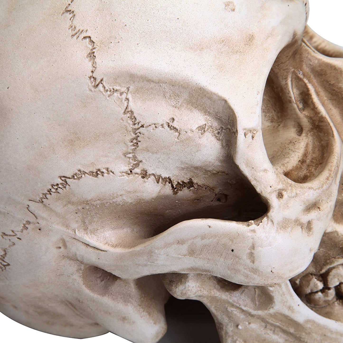 1:1 Replica Realistic Human Adult Skull Head Bone Model - DecorHouse.com.au