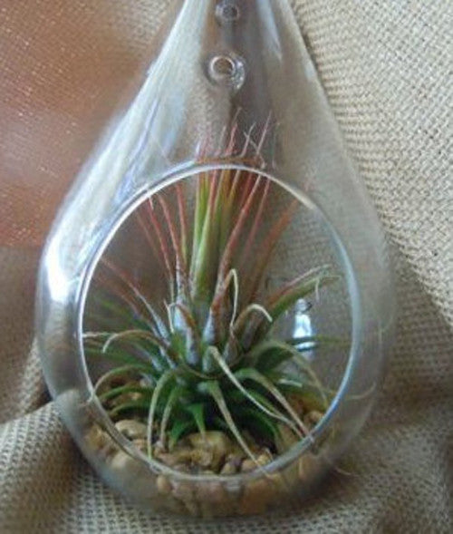 4 Pack of Hanging Clear Glass Tealight Candle Holder Tear Drop Pear Hour Glass Shape - 20cm High Terrarium Plant Mini Garden Holder D�cor Craft Gift - DecorHouse.com.au
