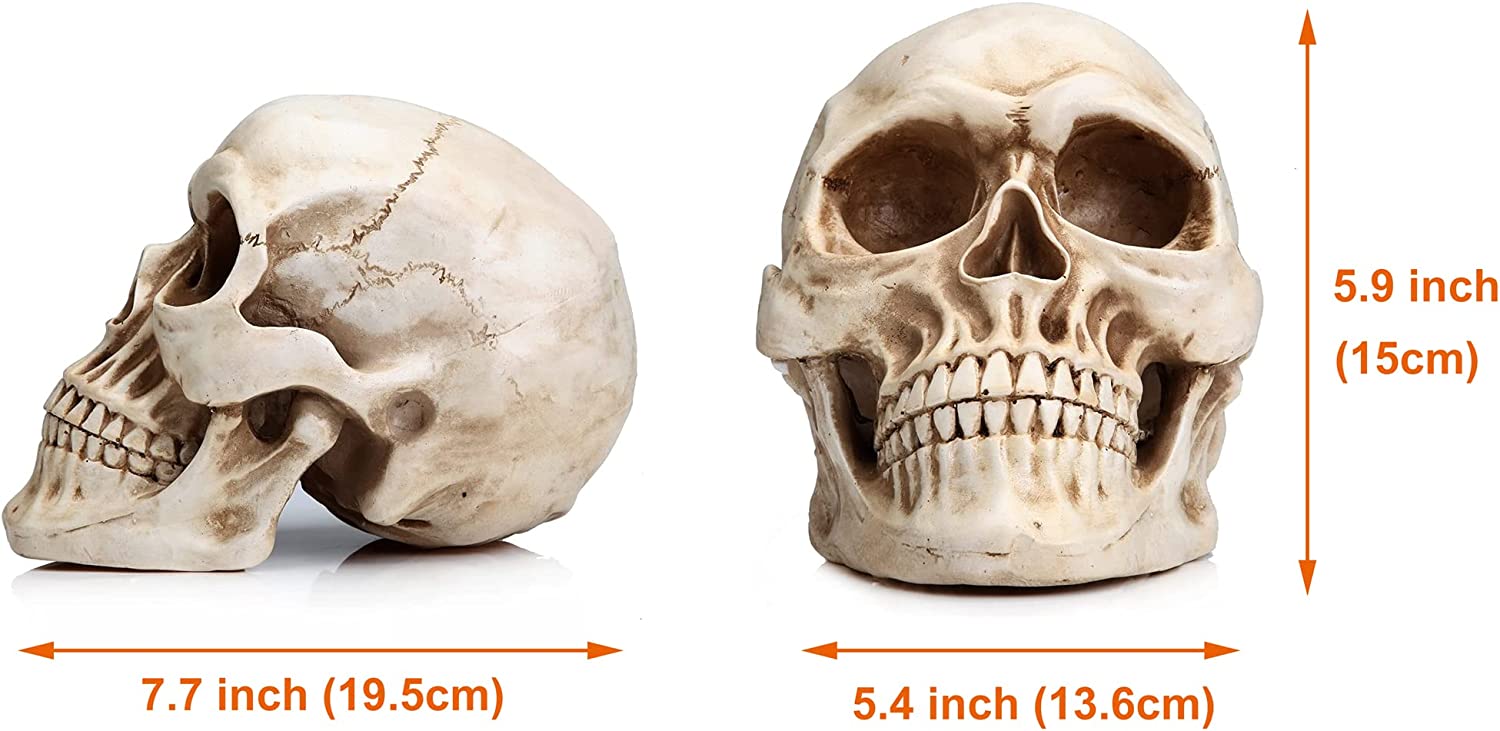 1:1 Replica Realistic Human Adult Skull Head Bone Model - DecorHouse.com.au