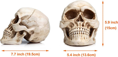 1:1 Replica Realistic Human Adult Skull Head Bone Model - DecorHouse.com.au