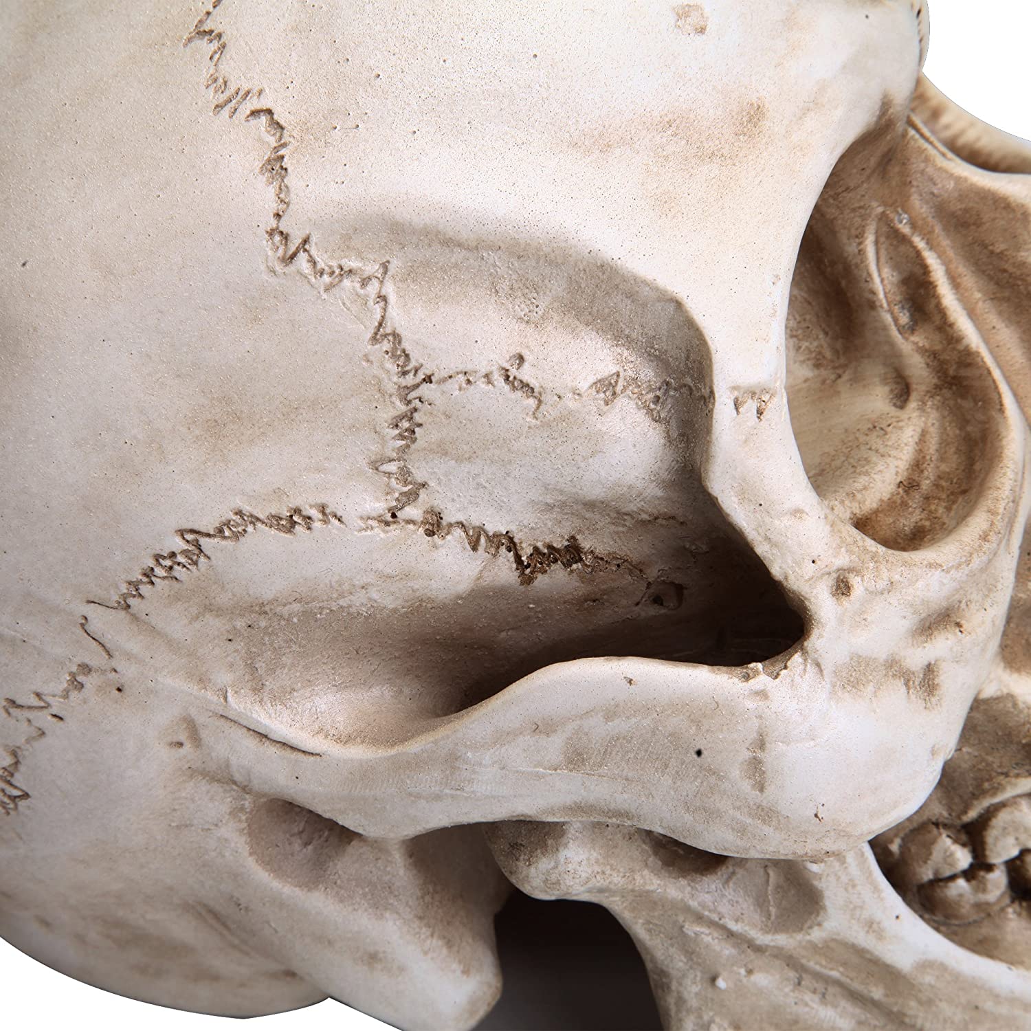1:1 Replica Realistic Human Adult Skull Head Bone Model - DecorHouse.com.au